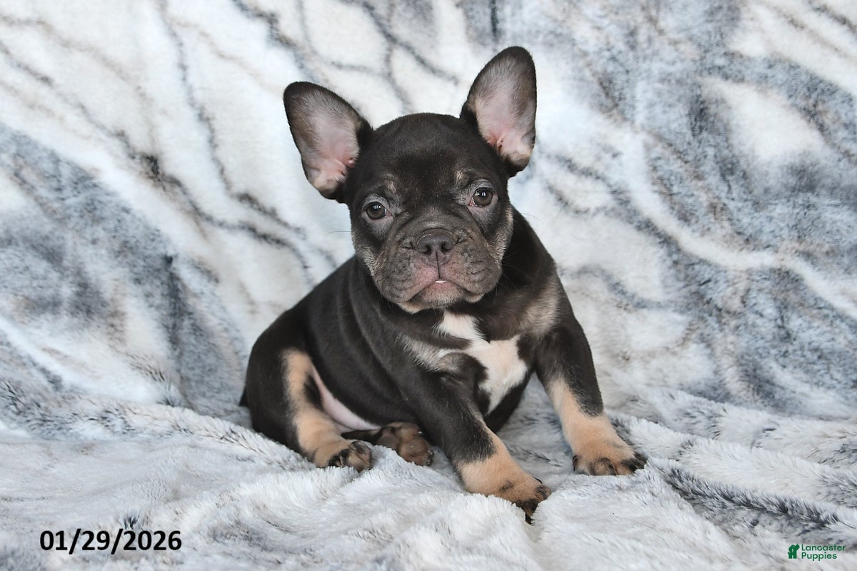 Mixed Breed dogs Nellie - Ad 1