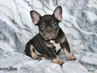 Mixed Breed dogs Nellie - Ad 1