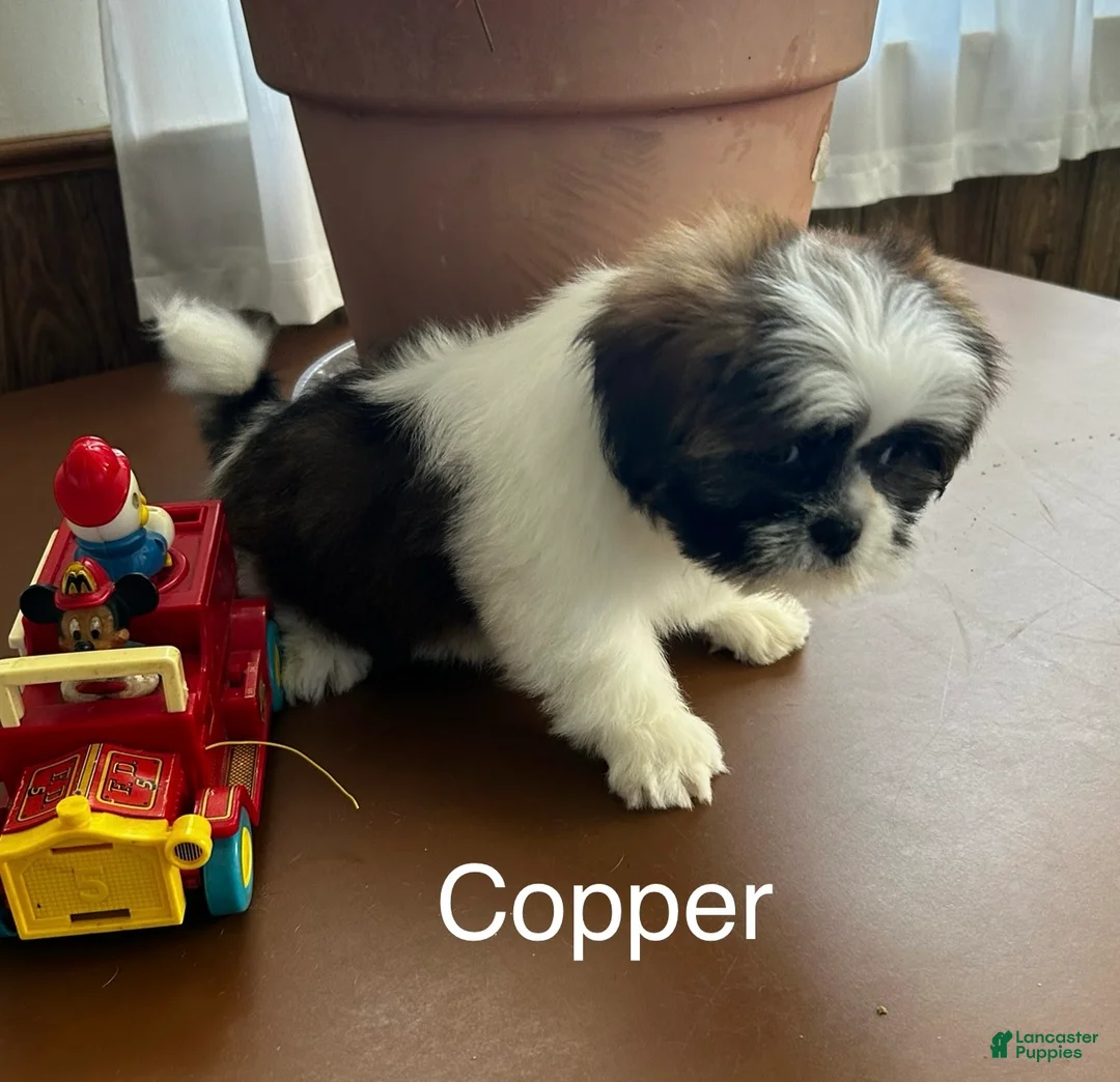 Lhasa Apso dogs for sale: Lhasa Apso Puppy 2 - Ad 2