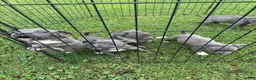 American Pit Bull Terrier dogs for sale: Donatello Versace  - Ad 5