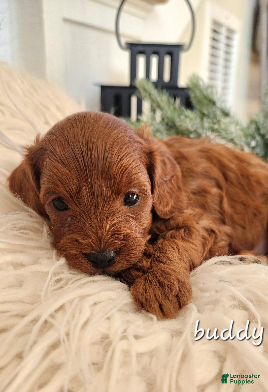 Cavapoo dogs for sale: Buddy - Ad 3