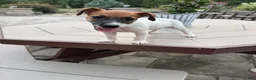 Jack Russell Terrier dogs for sale: UKC Zane - Ad 5