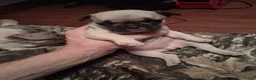 French Bulldog dogs for sale: Bingo - Ad 1