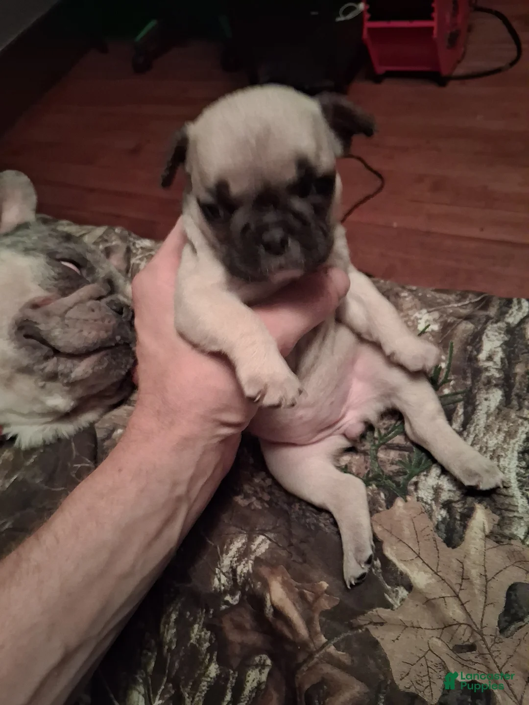 French Bulldog dogs for sale: Bingo - Ad 1