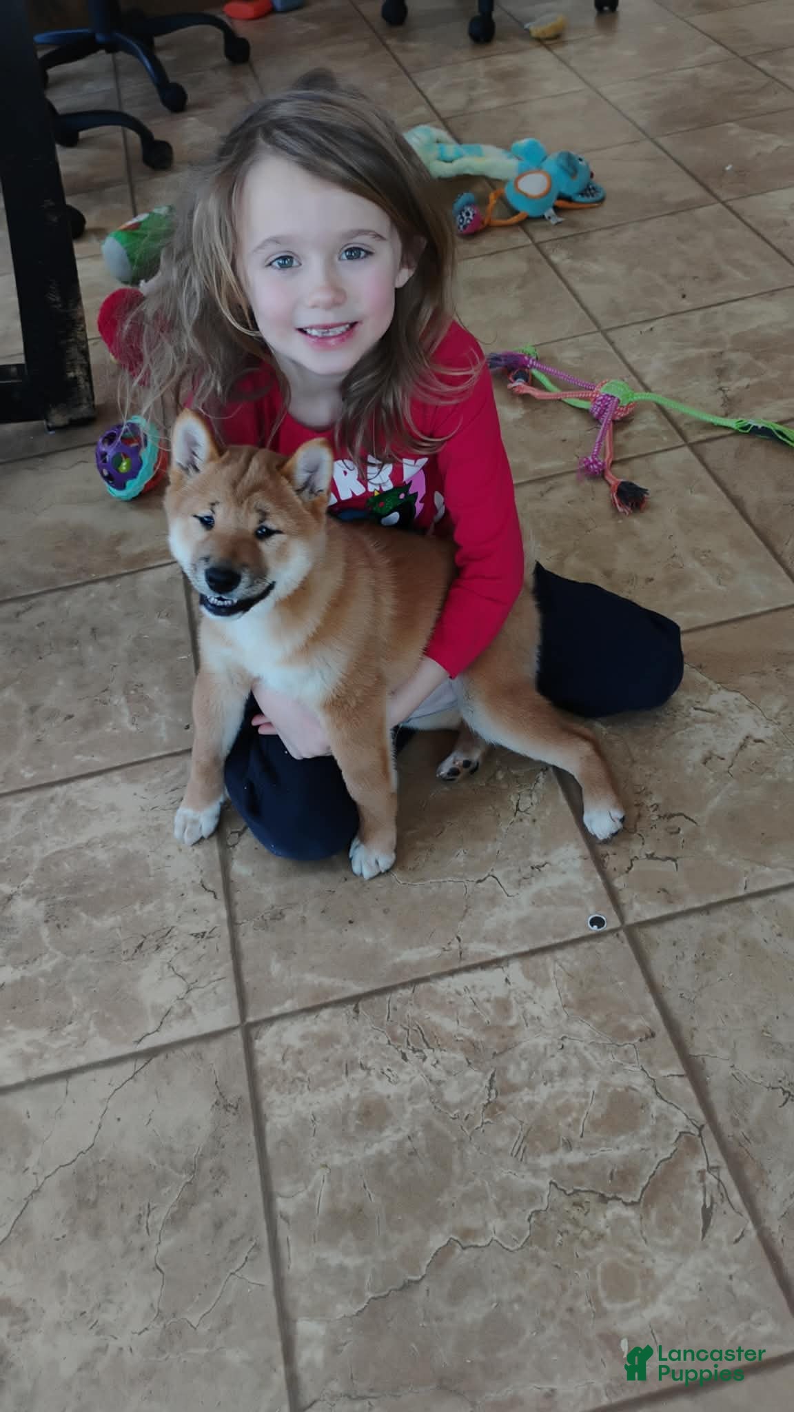 Shiba Inu dogs Ornament  - Ad 40