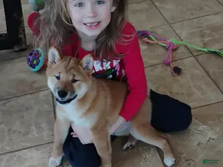 Shiba Inu dogs Ornament - Ad 40