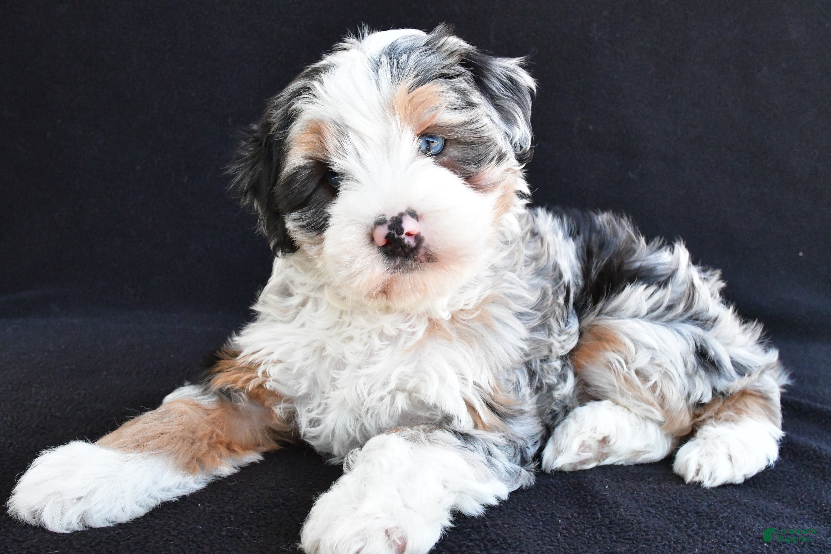 Mixed Breed dogs Caroline - Ad 1