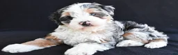 Mixed Breed dogs for sale: Caroline - Ad 1