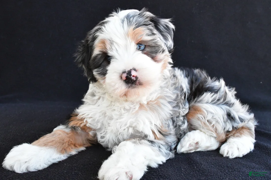 Mixed Breed dogs for sale: Caroline - Ad 1