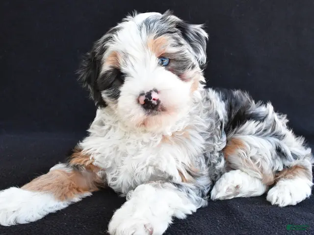 Mixed Breed dogs Caroline - Ad 1