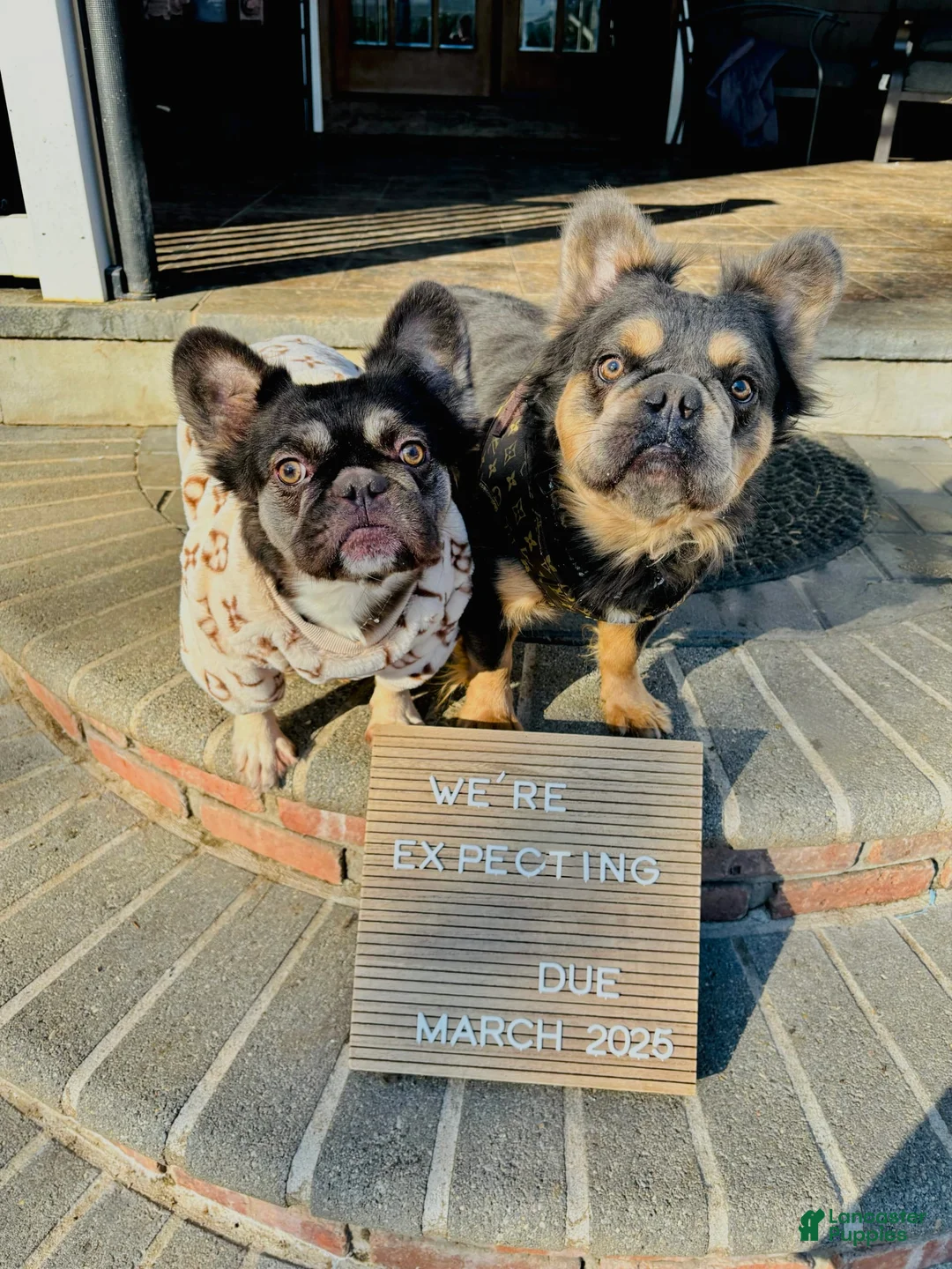 French Bulldog dogs for sale: Fluffy Blue Collar Boy - Ad 2