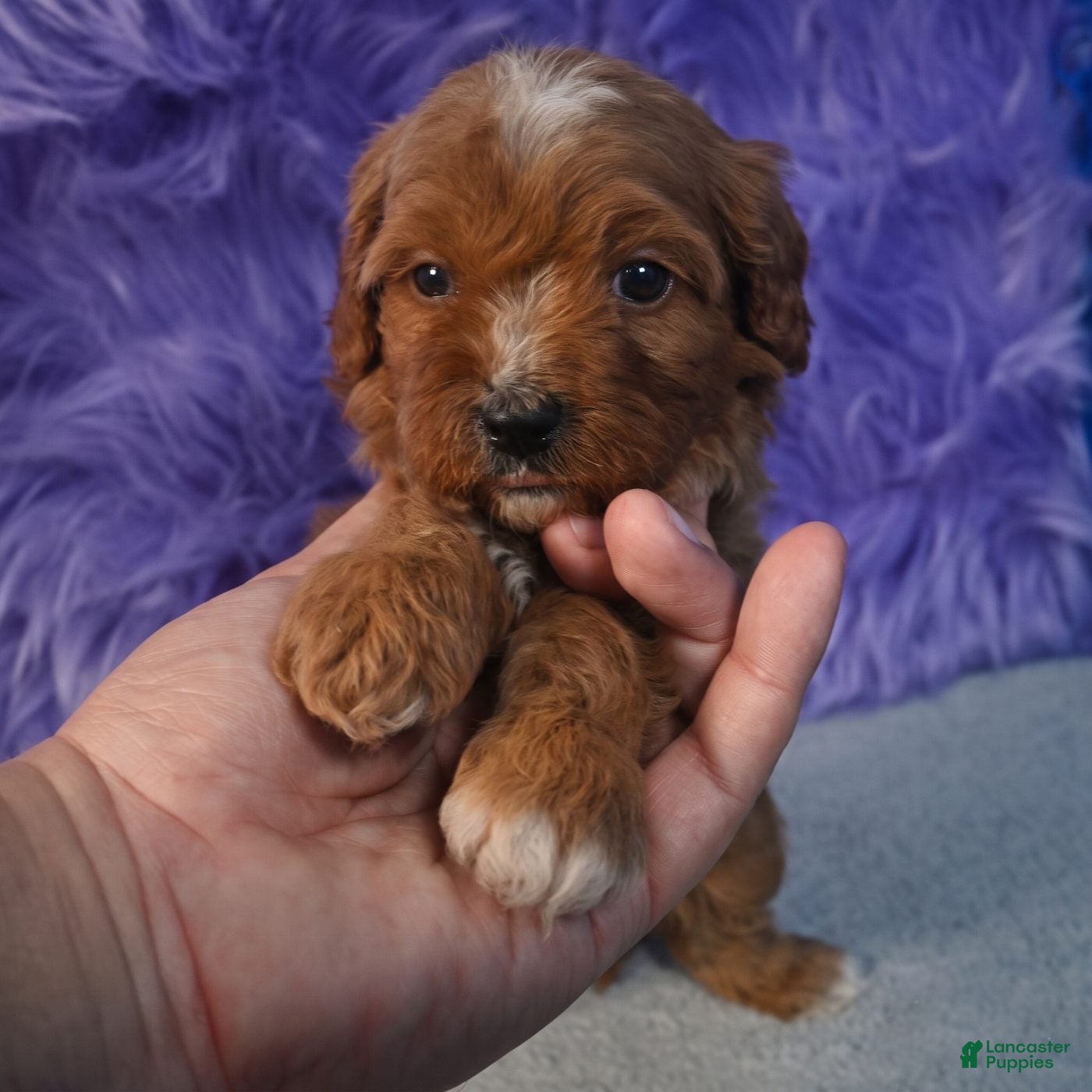 Cavapoo dogs for sale: Cavapoo 1 - Ad 2