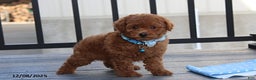 Bichpoo dogs for sale: Dakota - Ad 4