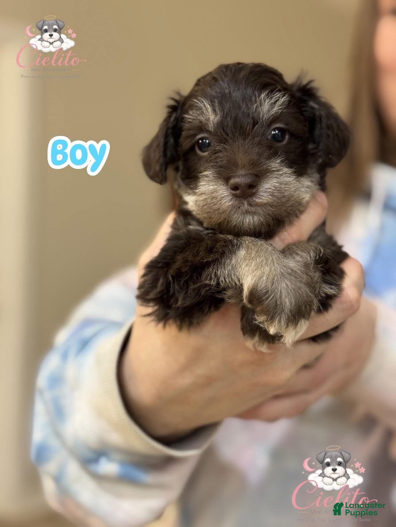 Miniature Schnauzer dogs Miniature Schnauzer Puppy 1 - Ad 20