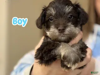 Miniature Schnauzer dogs Miniature Schnauzer Puppy 1 - Ad 20