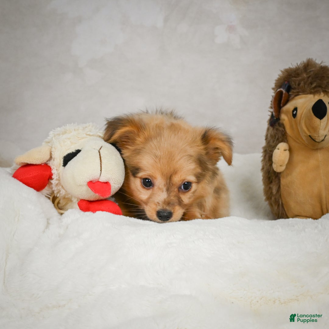 Chihuahua dogs for sale: Terry - Ad 6