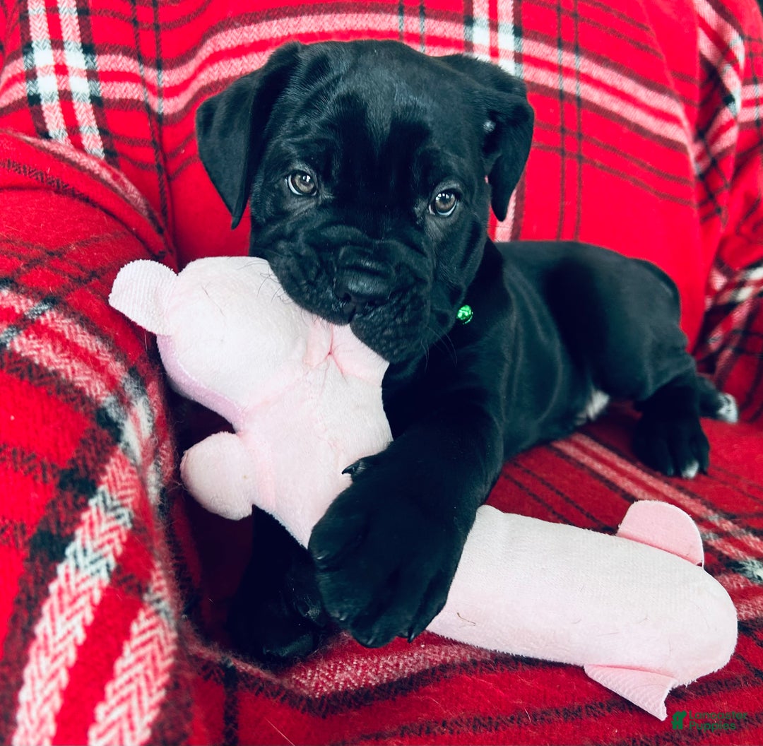 Cane Corso dogs for sale: Cane Corso Puppy 1 - Ad 7