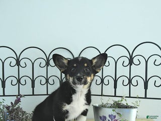 Welsh Corgi Pembroke dogs - Ad 36