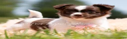 Chihuahua dogs for sale: Sparklebean - Ad 3
