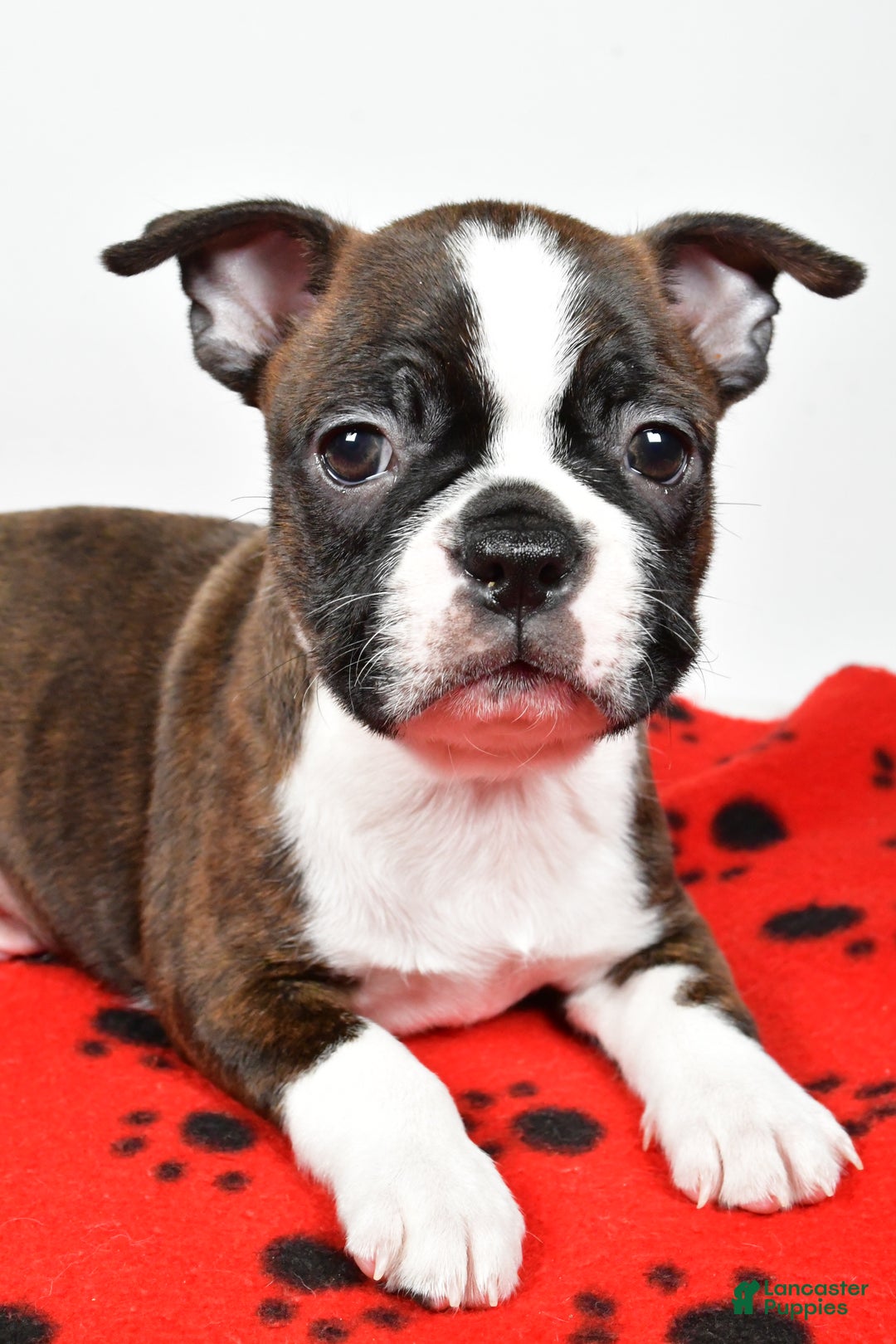 Boston Terrier dogs for sale: Rover - Ad 10