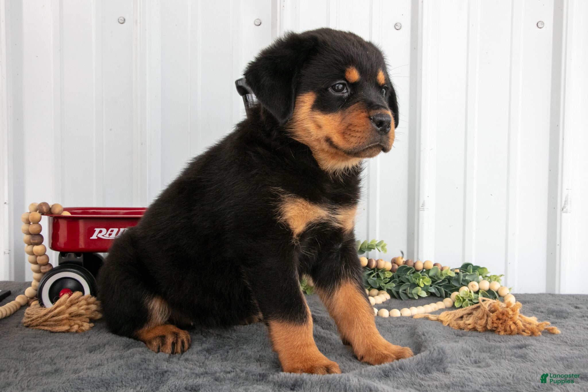 Rottweiler dogs Sadie - Ad 2