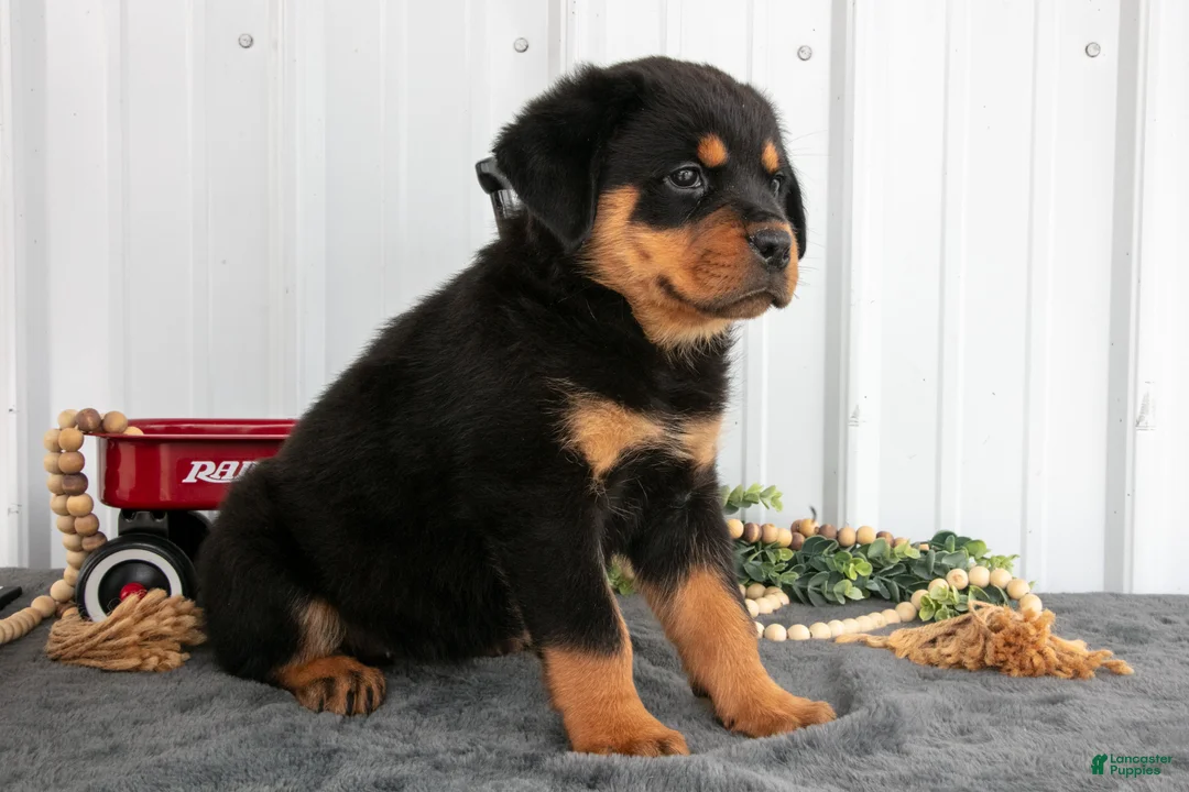 Rottweiler dogs for sale: Sadie - Ad 2