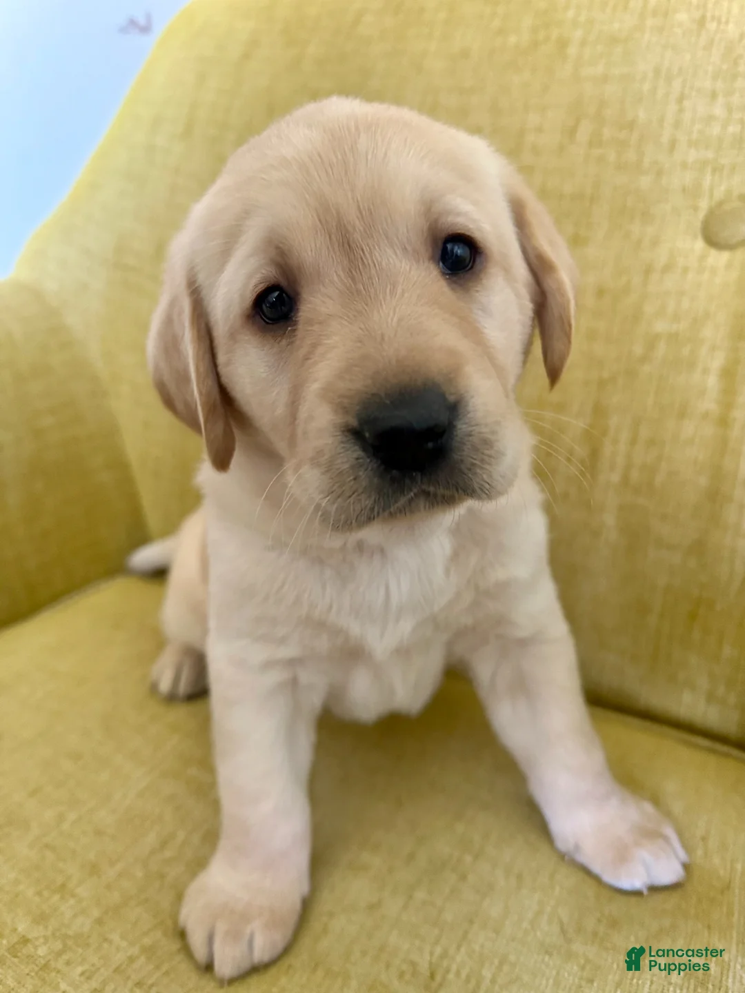 Labrador Retriever dogs for sale: Daisy - Ad 2