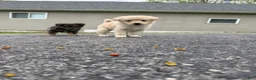 Mixed Breed dogs for sale: Mixed Breed Puppy 5 - Ad 8