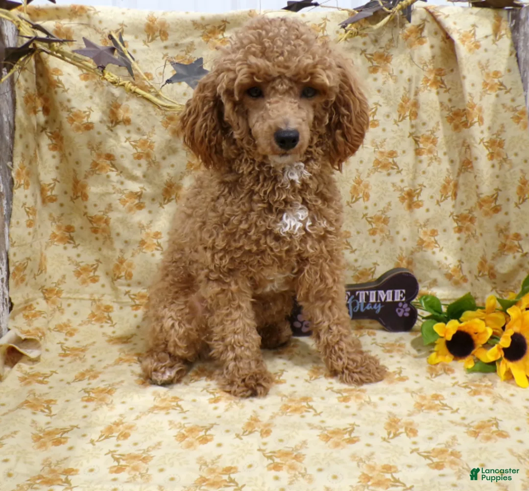 Cavalier King Charles Spaniel dogs for sale: HAILEY - Ad 2