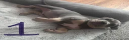 American Bully dogs for sale: American Bully 1 - Ad 1