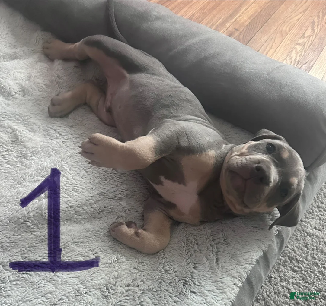 American Bully dogs for sale: American Bully 1 - Ad 1
