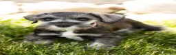 Miniature Schnauzer dogs for sale: Susie - Ad 4