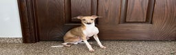 Italian Greyhound dogs for sale: Gordie - Ad 13
