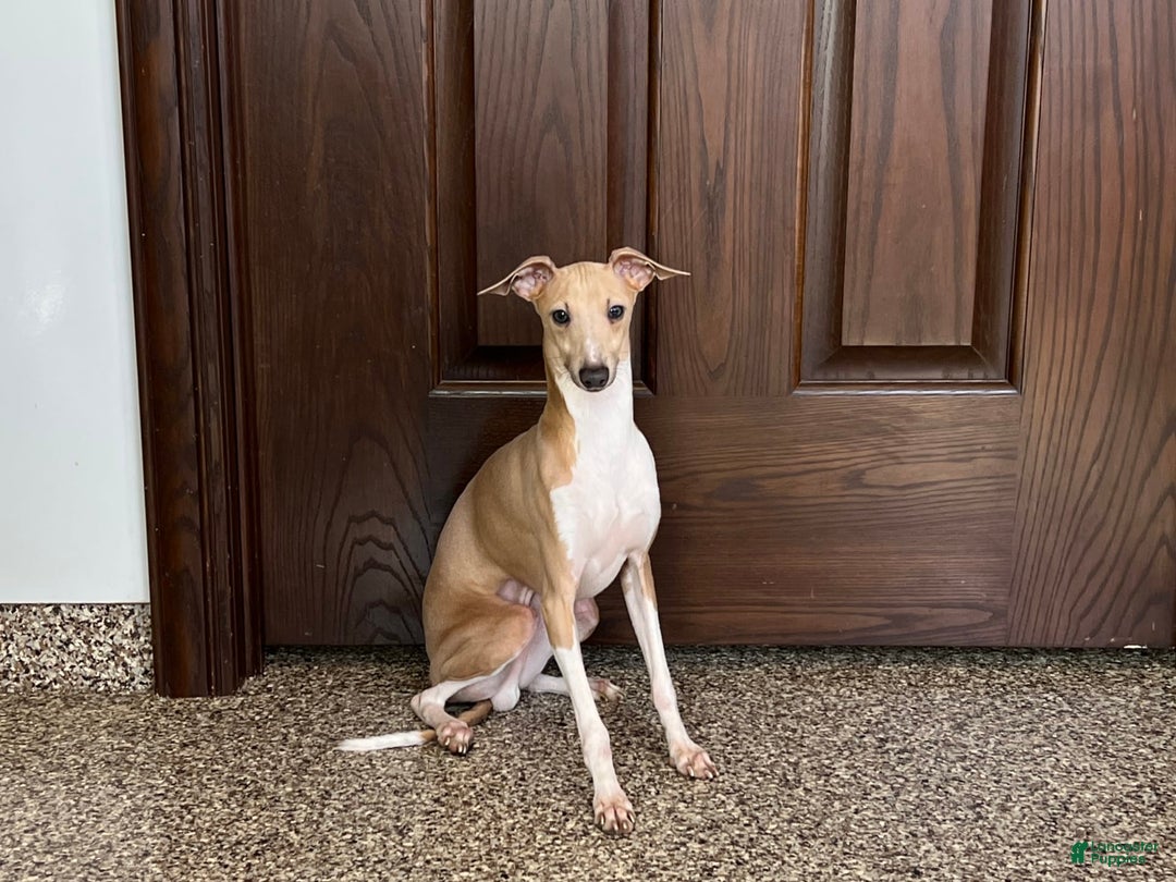 Italian Greyhound dogs for sale: Gordie - Ad 13