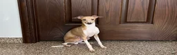 Italian Greyhound dogs for sale: Gordie - Ad 13