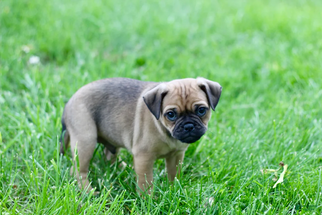 Jug dogs for sale: Goose - Ad 2
