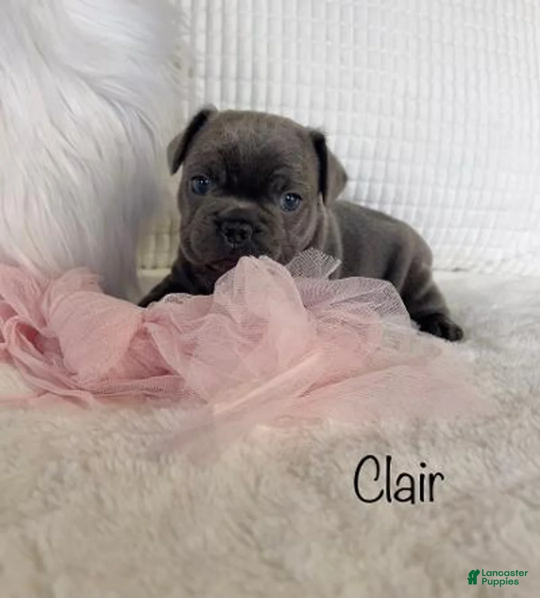 Mixed Breed dogs for sale: Clair - Ad 1