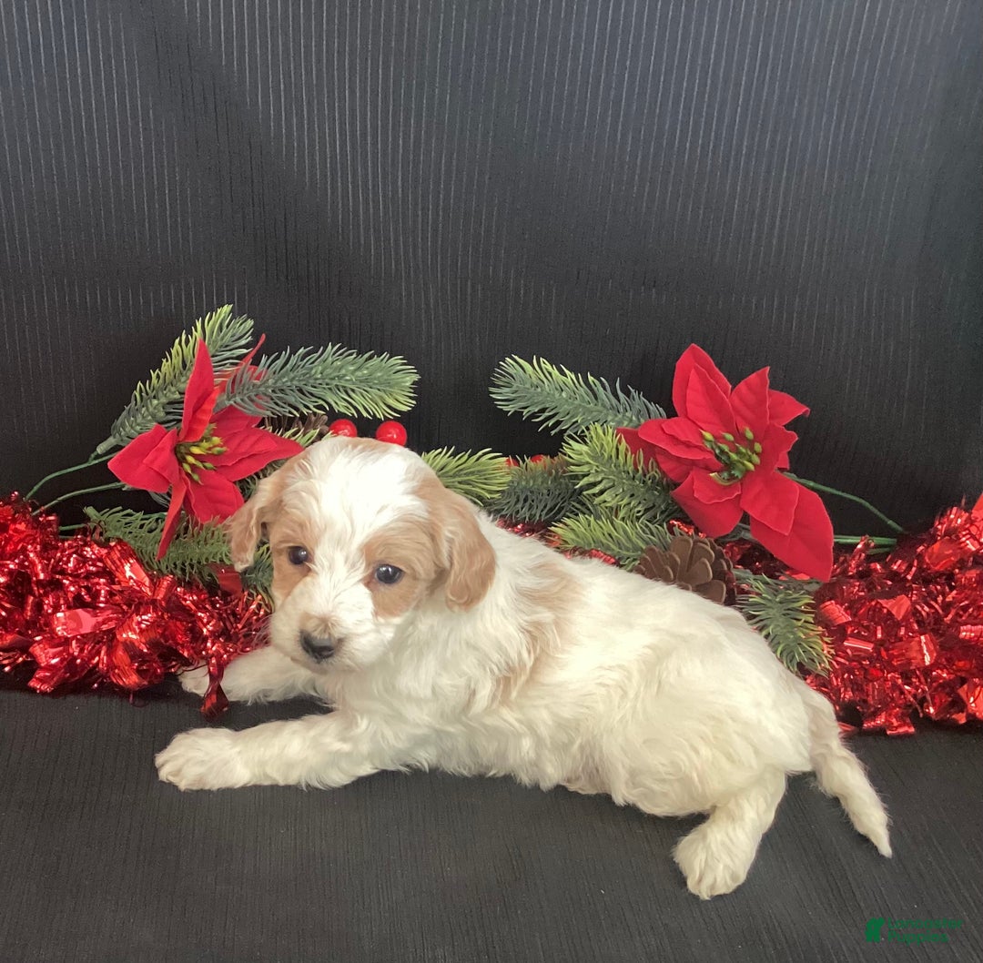 Mini Goldendoodle dogs for sale: Walker - Ad 10