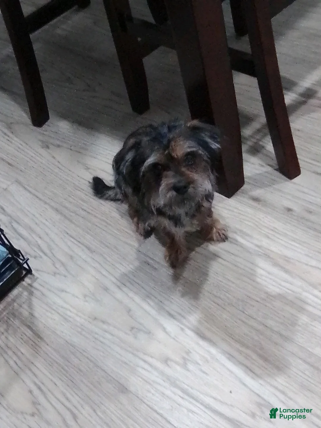 Mixed Breed dogs for sale: Mixed Breed Puppy 2 - Ad 2