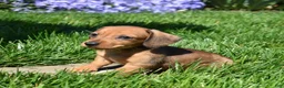 Miniature Dachshund dogs for sale: Slinky - Ad 3
