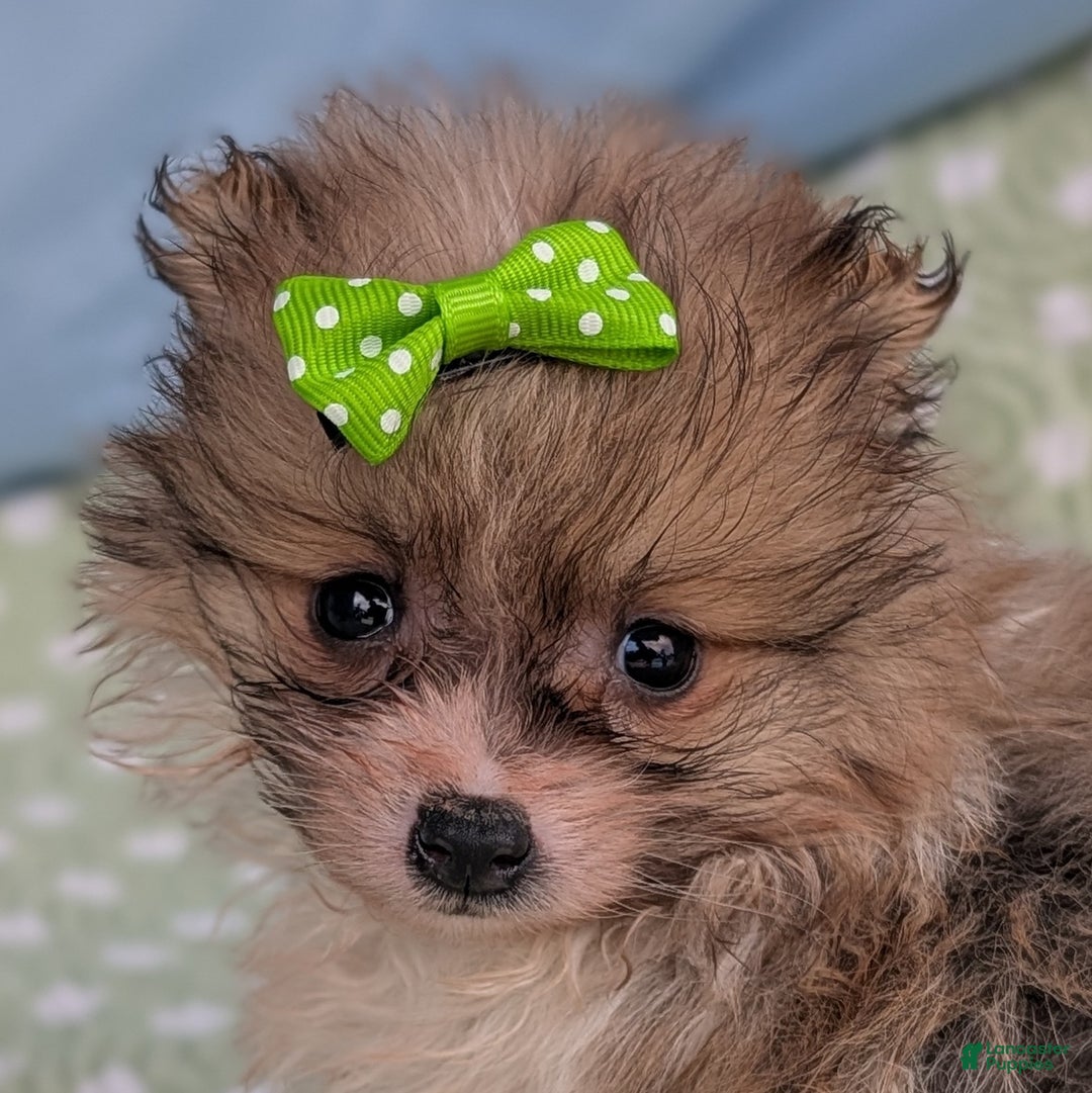 Pomeranian dogs for sale: Yule - Ad 3