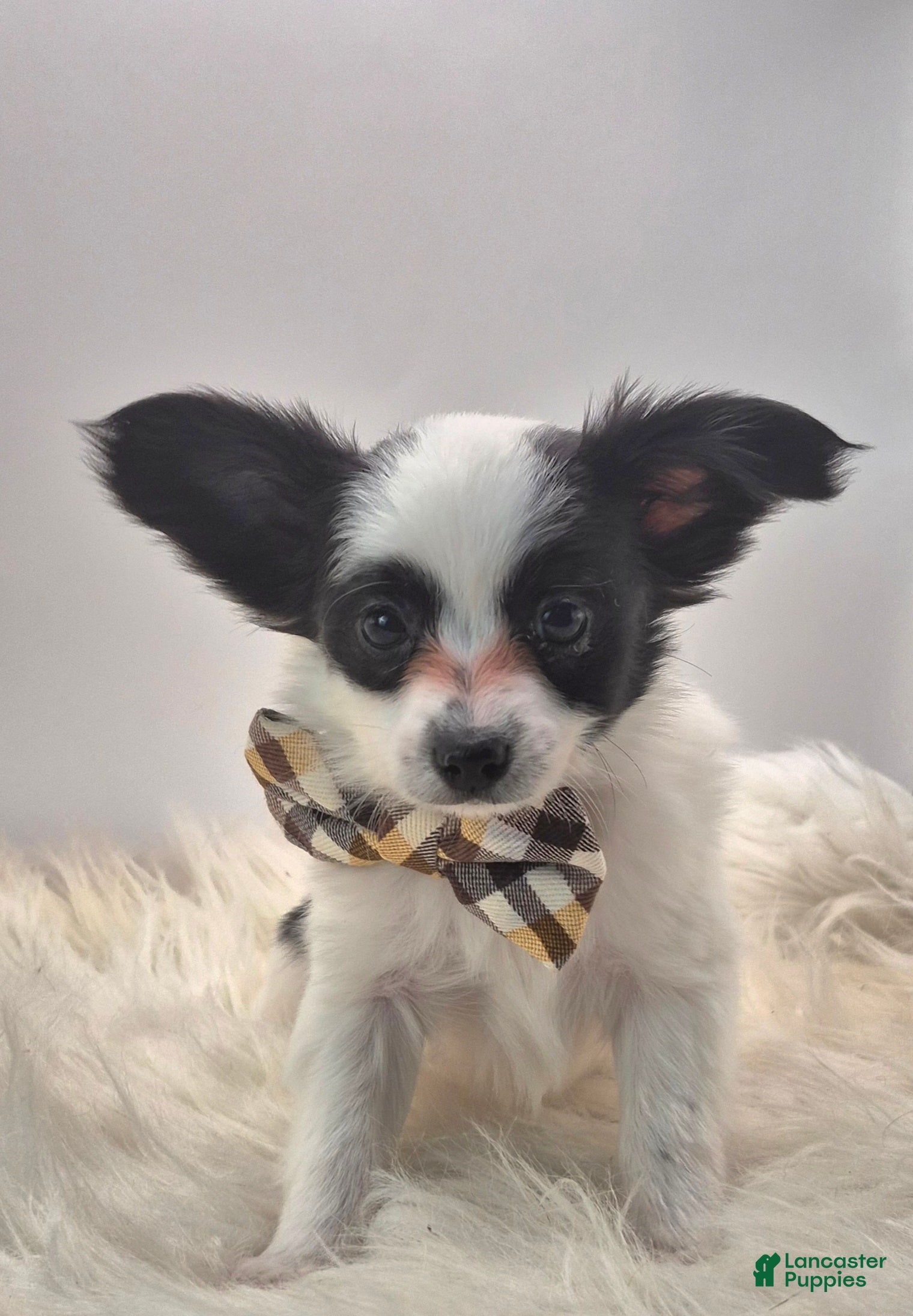 Papillon dogs Orange boy(Snoopy) - Ad 21