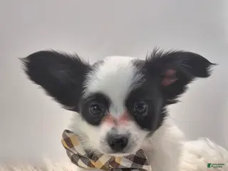 Papillon dogs Orange boy(Snoopy) - Ad 21