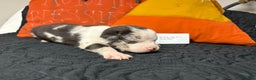American Bully dogs for sale: Oreo - Ad 7