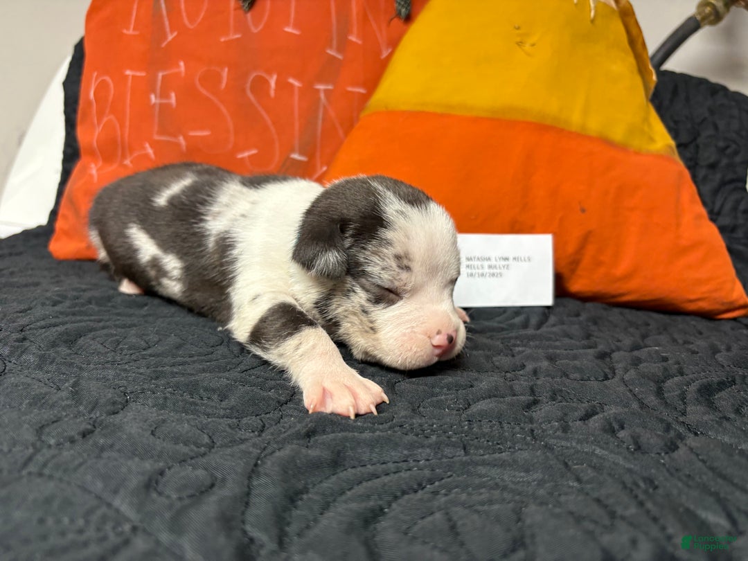 American Bully dogs for sale: Oreo - Ad 7