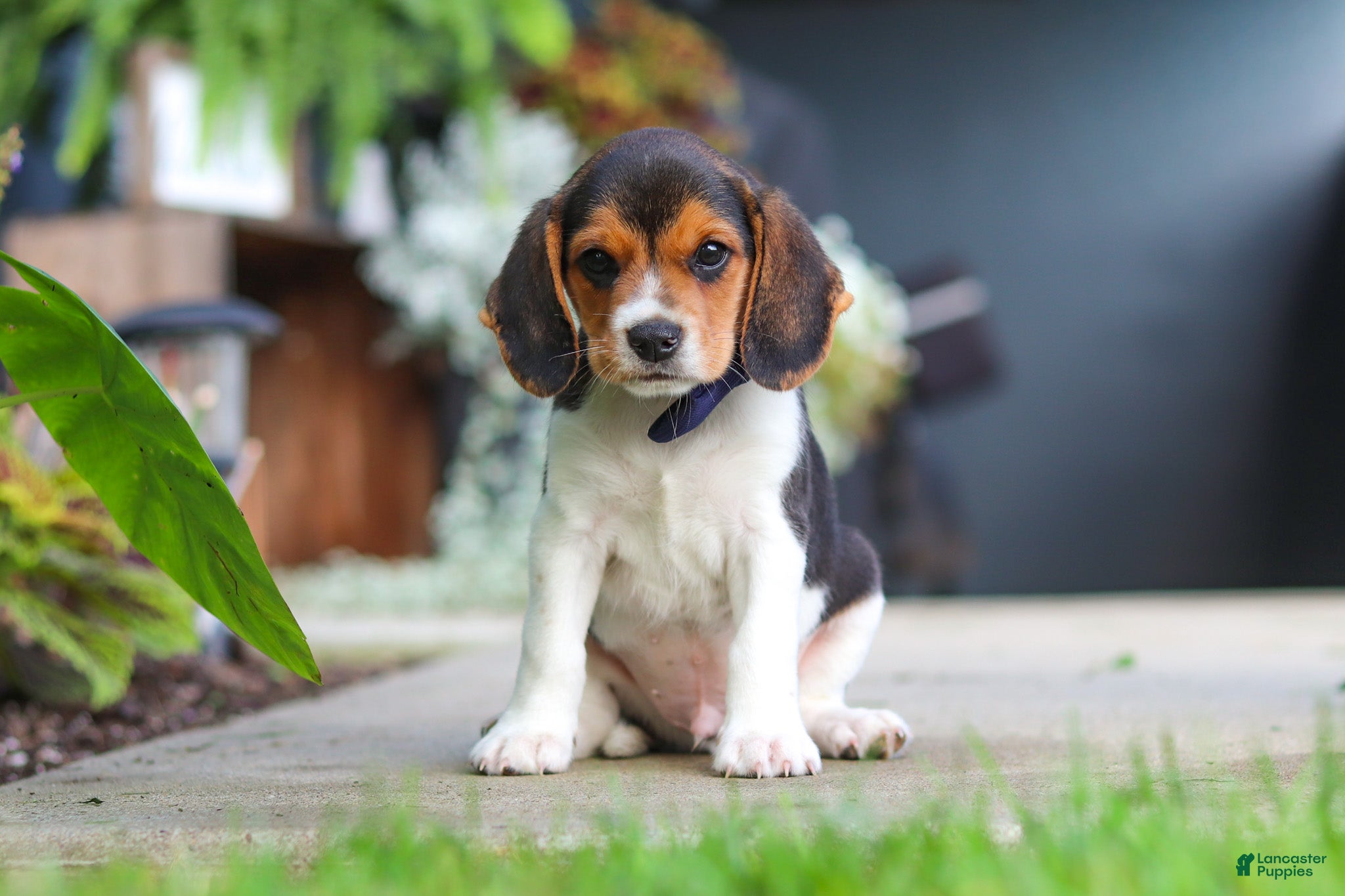 Beagle dogs Asher - Ad 2