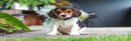 Beagle dogs for sale: Asher - Ad 2