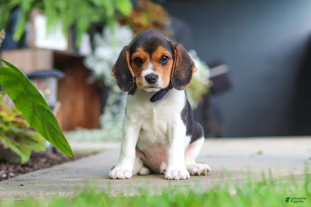 Beagle dogs for sale: Asher - Ad 2