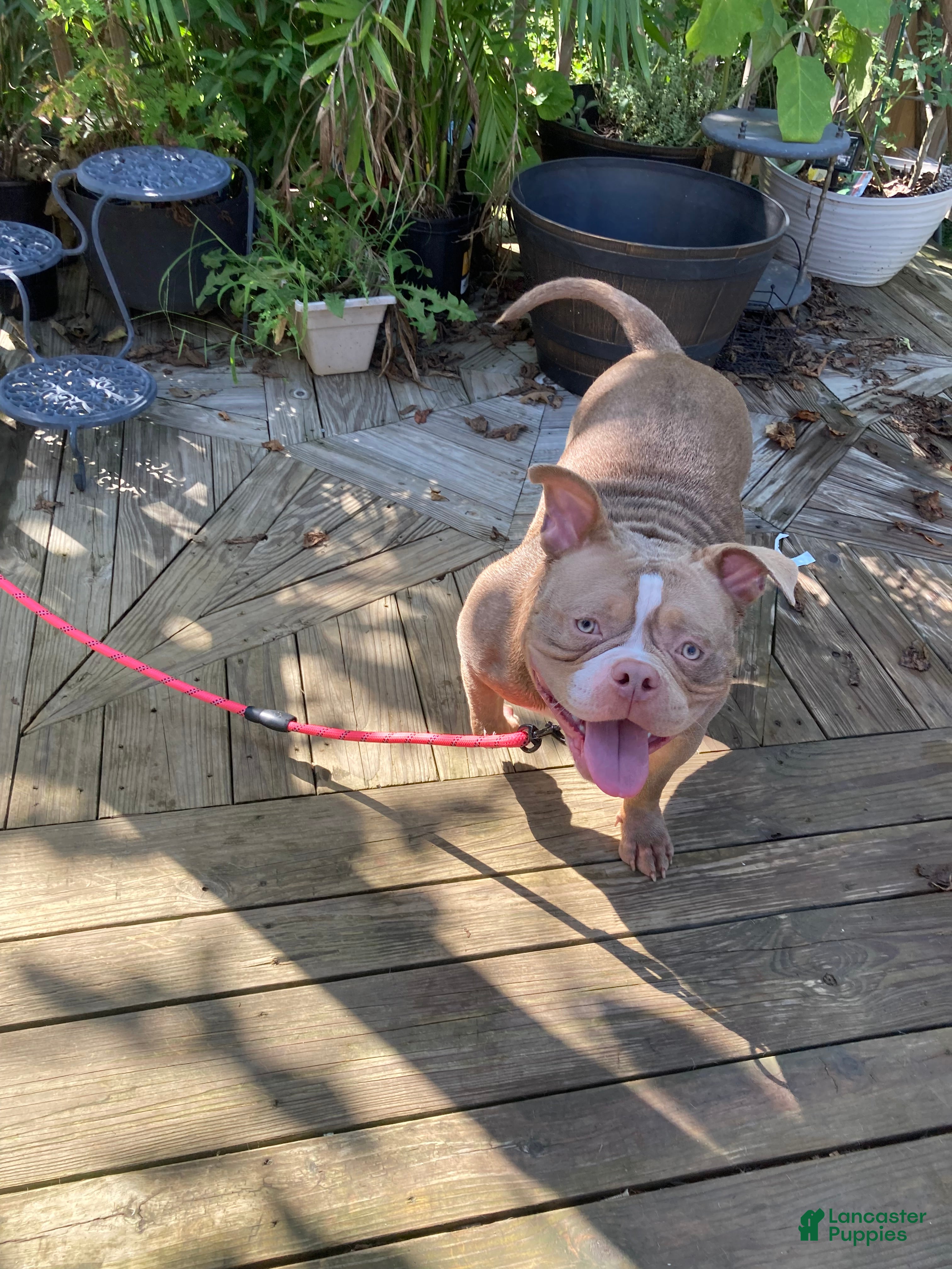 American Bully dogs American Bully - Ad 37