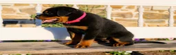 Rottweiler dogs for sale: Skye - Ad 3